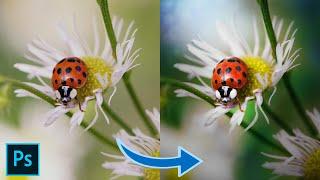 Photoshop Speed Editing Tutorial Colorful Ladybug