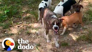 Mama Dog with Chain on Her Neck Gets Rescued With Her Puppies  The Dodo