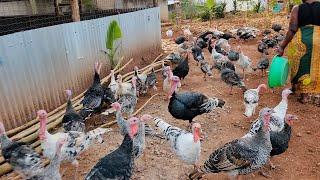 Turkey farming  Building a Turkey House pt2   #uganda #chicken #poultryfarming #turkeyhunting