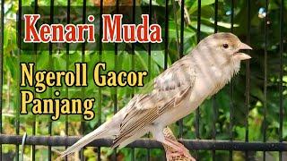 kenari gacor dan ngerol Panjang  Pancingan Kenari Muda