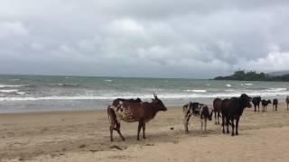 Cows on the Beach