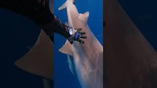 GIANT Bull Shark Steals Fish spearfishing w @CaptainJackSpearo 
