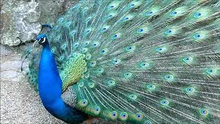 blauer Pfau ruft und schlägt Rad call of a blue peacock courtship display scream Indian Peafowl