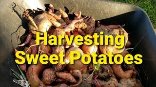 Harvesting Sweet Potato From The Homestead Garden