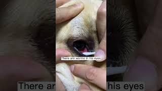 Labrador Eyeworms