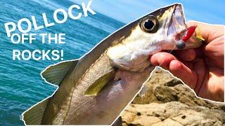 Lure fishing for Pollock off the rocks with Casting Jigs Anglesey