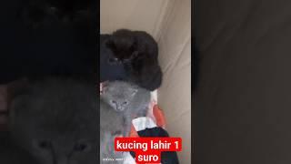 anak kucing lahir 1 suro