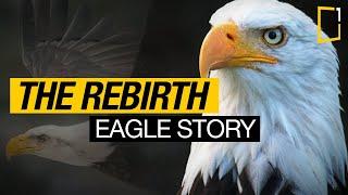 The Rebirth of the Eagle Inspiring Story  Change for Survival