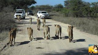 Lets Follow A Mega Lion Pride In Kruger National Park