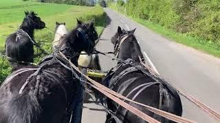 Never Been in a Team Before - Full Novice Four in Hand Part 1