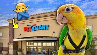 AVOID These Bird Products at the Pet Store  