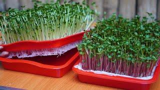 Growing Vegetables Without A Garden How To Grow Sprouts Without Using Soil High Yield