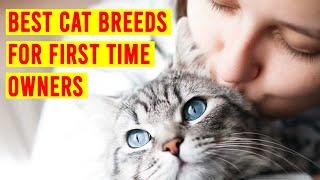 10 Best Cat Breeds For First Time OwnersBeginners All Cats
