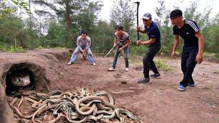 Catch 100 extremely poisonous black Gold Snakes With Bare Hands