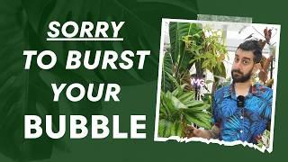  Bursting the Bubble Houseplant Lies and Harsh Truths 