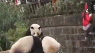 Una niña cae a jaula de pandas gigantes en reserva de ChinaCCTV Español