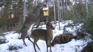 Maine deer grabs an apple off a birdhouse
