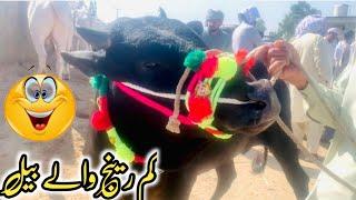 mandra mandi 225 2024 latest update ll Rawat ll part 3 ll jaffar mandi ll jamil tv ll