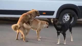 Dog grooming video