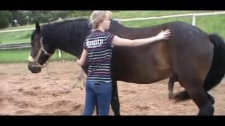 Horse Massage #5.4