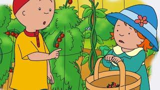 Lets Grow Some Raspberries  Caillou Compilations