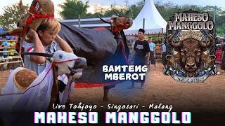 BANTENG NGAMOK‼️MAHESO MANGGOLO Full Mberot Banteng Kidal Malangan