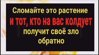 Тот кто на вас колдует получит своё зло обратно - сломите это растение и всё вернётся врагам