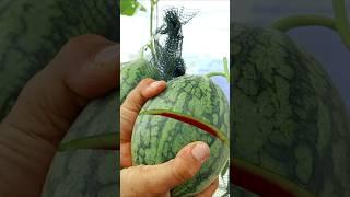 Watermelon cutting #watermelon  #gardening #v87garden