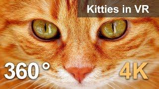 360 video Kitties in VR. Cute inhabitants of cat cafe in Moscow. 4K video