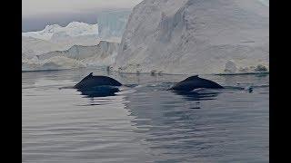 Whales in Ilulissat Icefjord