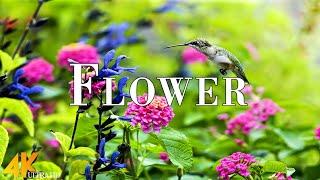 Spring Flower 4K Ultra HD • Amazing Footage Colors Spring Scenic Relaxation Film with Calming Music