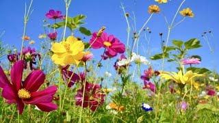 Peaceful Music Relaxing Music Instrumental Music Wildflowers by Tim Janis