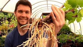 How to Grow GRAPE VINES from CUTTINGS Fast and Easy  Hardwood Cuttings of Grape Vines Propagation