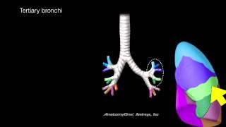 Lungs and Airways