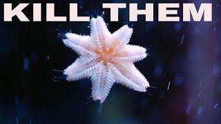 little white starfish on glass and how to kill them  asterina starfish