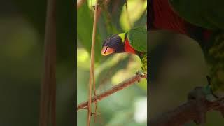 WildLife 52 colorful parrots