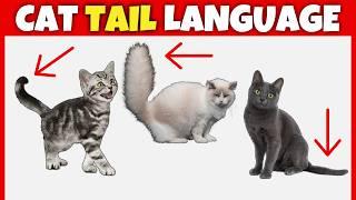 Cat Tail Language Explained 10 Common Postures