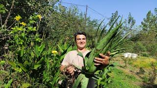 پرورش آلوئه ورا غول پیکر بدونه کودخاک مناسب ،تعویض گلدان و راه حل پیشگیری و درمان بیماریهای آلوئه