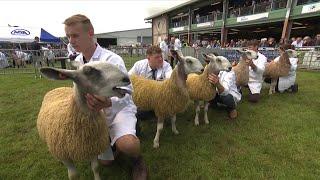 Defaid Wyneblas Caerlyr - ŵyn  Bluefaced Leicester Sheep - Lambs