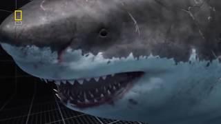 Megalodon Documentary-King of the Seas Full Documentary