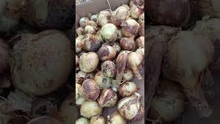 #harvest #harvesting #onion #healthy ##shortvideo #viral #viralvideo