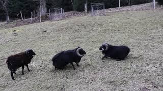 Ouessant rams fighting  Souboj ouessantských beranů