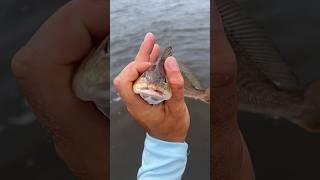 Easiest Way To Catch a Croaker