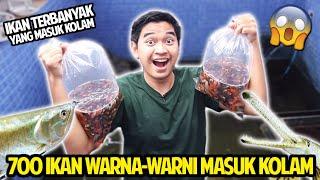 700 EKOR IKAN WARNA-WARNI MASUK KOLAM LANGSUNG DIMAKAN IKAN PREDATOR DAN KURA-KURA