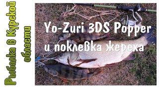 Yo-Zuri 3DS Popper и поклевка крупного жереха.  Рыбалка на спиннинг в начале сентября