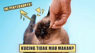 7 Alasan Kucing Tidak Mau Makan Kenali Penyebabnya