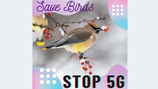 Stop 5G  Save Beautiful Birds