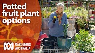 The best potted fruit plant options for small space gardens  Gardening 101  Gardening Australia