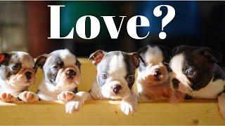 Love puppies? Adorable Boston Terrier Puppy Compilation