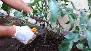 الطريقة الصحيحة لـ#تقليم شتلة #البندورة #الطماطم وتثبيتها والعناية بها #Tomato of #Pruning